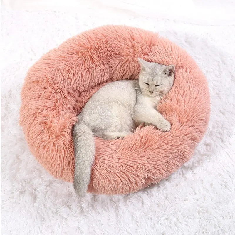 DAMA's pet bed!