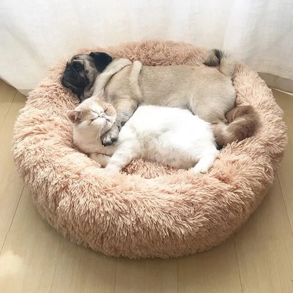 DAMA's pet bed!