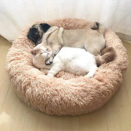 DAMA's pet bed!