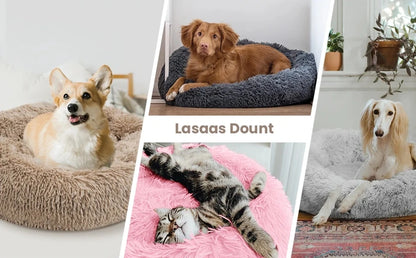 DAMA's pet bed!
