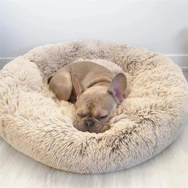 DAMA's pet bed!